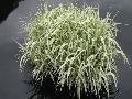 Variegated Manna Grass / Glyceria maxima 